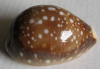 Cypraea vitellus 1)  (Linnaeus, C., 1758) 